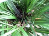 China Tatarinow Sweetflag Rhizome Extract - China Supplier China Tatarinow Sweetflag Rhizome Extract - China Supplier