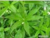 China Chinese Clematis Root and Rhizome Extract - China Supplier China Chinese Clematis Root and Rhizome Extract - China Supplier