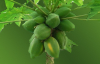 China Commom Floweringquine Fruit Extract - China Supplier China Commom Floweringquine Fruit Extract - China Supplier