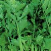China Celery seed extract - China Supplier China Celery seed extract - China Supplier