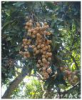 China Dried Longan Pulp Extract - China Supplier China Dried Longan Pulp Extract - China Supplier