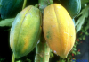 China papain - China Supplier China papain - China Supplier