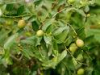 China Jujuba Extract - China Supplier China Jujuba Extract - China Supplier