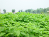 China Lemon Balm Extract - China Supplier China Lemon Balm Extract - China Supplier