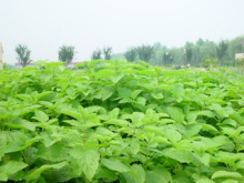 China Lemon Balm Extract - China Supplier