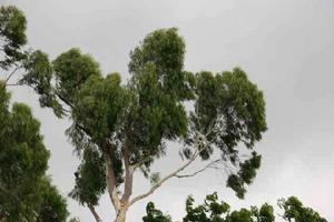 China Lemon Eucalyptus Extract - China Supplier China Lemon Eucalyptus Extract - China Supplier
