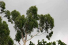 China Lemon Eucalyptus Extract - China Supplier China Lemon Eucalyptus Extract - China Supplier