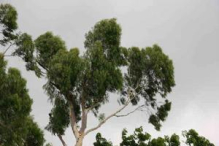 China Lemon Eucalyptus Extract - China Supplier