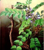 China Licorice Root Extract - China Supplier China Licorice Root Extract - China Supplier