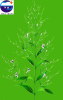 China Andrographis paniculata extract - China Supplier