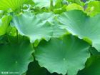 China Lotus Leaf Extract - China Supplier China Lotus Leaf Extract - China Supplier