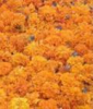 China Lutein - China Supplier China Lutein - China Supplier