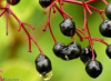 China Magnolia Extract - China Supplier China Magnolia Extract - China Supplier