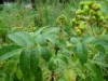 China Medicinal Evodia Extract - China Supplier China Medicinal Evodia Extract - China Supplier