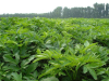 China Radix angelicae dahuricae extract - China Supplier China Radix angelicae dahuricae extract - China Supplier