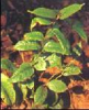 China Medicinal Indianmulberry P.E. - China Supplier China Medicinal Indianmulberry P.E. - China Supplier