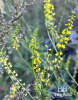 China Melilotus Extract - China Supplier China Melilotus Extract - China Supplier