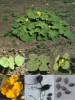 China Harpagophytum procumbens root extract - China Supplier