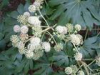 China Nettle Extract - China Supplier China Nettle Extract - China Supplier