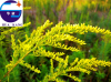 China Golden rod extract - China Supplier