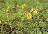 China Baicalein - China Supplier China Baicalein - China Supplier