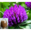China Red Clover Extract - China Supplier