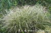 China Oat Extract - China Supplier China Oat Extract - China Supplier