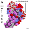 China Amylase - China Supplier China Amylase - China Supplier