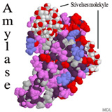China Amylase - China Supplier