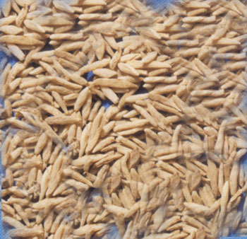 China Ophiopogon Thunb Extract - China Supplier China Ophiopogon Thunb Extract - China Supplier