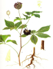 China Siberian Ginseng Extract - China Supplier
