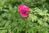 China Paeonol - China Supplier China Paeonol - China Supplier