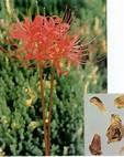 China Galanthamine Hydrobromide - China Supplier