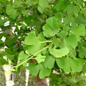 China Ginkgo Biloba Extract  - China Supplier