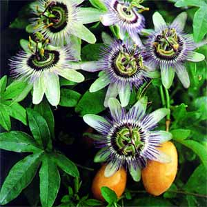 China Passion Flower Extract - China Supplier China Passion Flower Extract - China Supplier