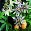 China Passion Flower Extract - China Supplier China Passion Flower Extract - China Supplier