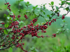 China Pubescent holly root extract - China Supplier China Pubescent holly root extract - China Supplier