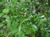 China Radix Ilicis Pubescentis - China Supplier China Radix Ilicis Pubescentis - China Supplier