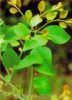 China Chinese Taxillus Herb Extract - China Supplier China Chinese Taxillus Herb Extract - China Supplier