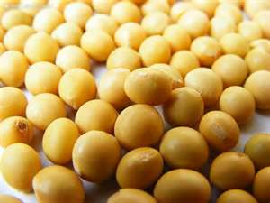 China Soy bean Extract - China Supplier