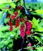 China Phyllanthus Emblica Extract - China Supplier China Phyllanthus Emblica Extract - China Supplier