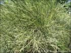 China Chinese Ephedra Herb Extract - China Supplier China Chinese Ephedra Herb Extract - China Supplier