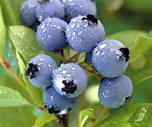 China Bilberry Extract - China Supplier