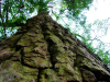 China Pine Bark Extract - China Supplier China Pine Bark Extract - China Supplier