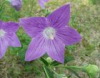 China Balloonflower Root Extract - China Supplier China Balloonflower Root Extract - China Supplier