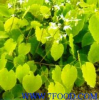 China Plantago Extract - China Supplier China Plantago Extract - China Supplier
