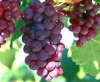China Grape seed Extract - China Supplier