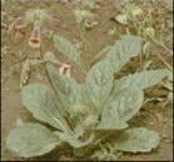 China Prepared Rehmannia Extract - China Supplier China Prepared Rehmannia Extract - China Supplier