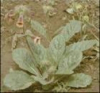 China Prepared Rehmannia Extract - China Supplier China Prepared Rehmannia Extract - China Supplier