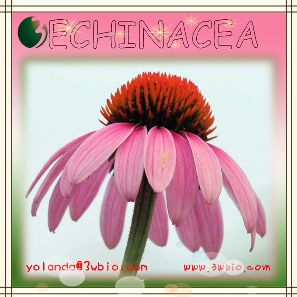 China Echinacea Extract - China Supplier